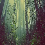 چاپ قاب موبایل و گوشی عکس زمینه دو مانیتور جنگل سبز با کیفیت بالا و رزولوشن ویژه