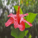 چاپ تابلو دیواری گل هاوایی با کیفیت 4K و قیمت مناسب