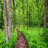 چاپ قاب موبایل و گوشی عکس پس زمینه دسکتاپ جنگل سبز با کیفیت بالا و طراحی طبیعی