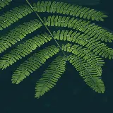 چاپ قاب موبایل و گوشی دانلود رایگان والپیپر برگ سبز 1080p برای موبایل