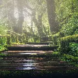 چاپ قاب موبایل و گوشی تصویر زمینه آیفون جنگل سبز با کیفیت 4K و رزولوشن فوق العاده