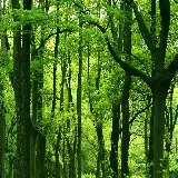 سفارش پوستر دیواری جنگل سبز با کیفیت بالا و قیمت مناسب