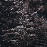 چاپ قاب موبایل و گوشی سفارش تابلو دکوراتیو برگ های سرخس خشک طلایی