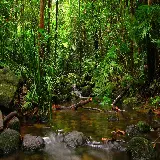 چاپ قاب موبایل و گوشی خرید شاسی عکس جنگل با بهترین قیمت و کیفیت برای اتاق