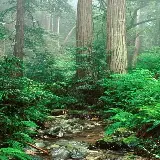 چاپ قاب موبایل و گوشی قاب موبایل سامسونگ جنگل برای چاپ پوستر با قیمت ارزان و کیفیت