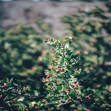 چاپ قاب موبایل و گوشی خرید تابلو دیواری گل و ساحل سبز لاگونا با قیمت عالی