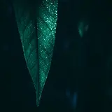 چاپ قاب موبایل و گوشی دانلود عکس برگ سبز دسکتاپ 2K با کیفیت هنری و طبیعی