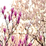 چاپ قاب موبایل و گوشی خرید تابلو شاسی 4K گل ماگنولیا با چاپ حرفه‌ای و کیفیت بالا