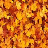 چاپ قاب موبایل و گوشی بک گراند دسکتاپ برگ افرا با کیفیت عالی برای دانلود مستقیم