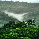 قاب مبایل جنگل برای سامسونگ با چاپ با کیفیت و قیمت مناسب