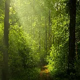 چاپ قاب موبایل و گوشی والپیپر دسکتاپ جنگل سبز با کیفیت اچ دی و طراحی گسترده