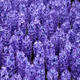 چاپ پوستر سنبل با کیفیت 4K و بهترین قیمت برای اتاق