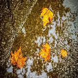 چاپ قاب موبایل و گوشی تصویر هنری برگ افرا با ابعاد خاص و کیفیت بالا برای چاپ