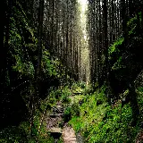 چاپ قاب موبایل و گوشی عکس پس زمینه دسکتاپ جنگل سبز با کیفیت 4K و طراحی زیبا