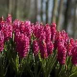 چاپ قاب موبایل و گوشی تابلو شاسی سنبل با چاپ با کیفیت و قیمت مناسب برای اتاق