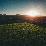 چاپ قاب موبایل و گوشی خرید تابلو تاکستان انگور و مزرعه سرسبز با کیفیت بالا