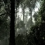 چاپ قاب موبایل و گوشی سفارش پوستر دیواری جنگل با قیمت مناسب و کیفیت عالی برای اتاق