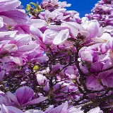 چاپ قاب موبایل و گوشی عکس گل ماگنولیا مناسب برای چاپ روی قاب موبایل همه برندها