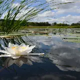 چاپ قاب موبایل و گوشی چاپ عکس روی قاب موبایل 4K با طرح نیلوفر آبی برای سامسونگ