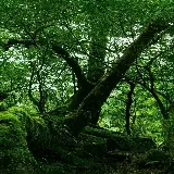 قاب مبایل جنگل برای موبایل با چاپ با کیفیت و قیمت ارزان