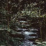 چاپ قاب موبایل و گوشی قاب موبایل سامسونگ جنگل برای چاپ با کیفیت بالا و قیمت مناسب