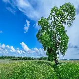 چاپ قاب موبایل و گوشی عکس پس زمینه 4K چمن و آسمان با کیفیت اولترا اچ دی و دانلود رایگان