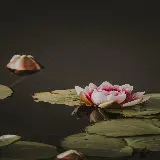 چاپ قاب موبایل و گوشی سفارش قاب موبایل شخصی با عکس نیلوفر آبی برای آیفون و سامسونگ