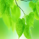 چاپ قاب موبایل و گوشی والپیپر برگ سبز دسکتاپ اچ دی واید با بهترین کیفیت