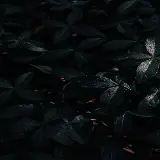 چاپ قاب موبایل و گوشی تصویر زمینه برگ با کیفیت 1080p برای گوشی سامسونگ