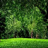 چاپ قاب موبایل و گوشی چاپ شاسی عکس جنگل سبز با قیمت ارزان و کیفیت بالا