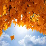 چاپ قاب موبایل و گوشی تصویر هنری برگ افرا با کیفیت اچ دی مناسب برای والپیپر دسکتاپ