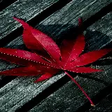 چاپ قاب موبایل و گوشی قاب موبایل سامسونگ با عکس برگ افرا برای چاپ روی قاب موبایل