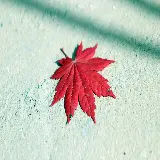 چاپ قاب موبایل و گوشی عکس پس زمینه 4K برگ افرا با کیفیت اولترا اچ دی برای دسکتاپ