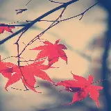 چاپ قاب موبایل و گوشی والپیپر موبایل برگ افرا با کیفیت فول اچ دی برای آیفون و اندروید