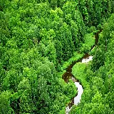 چاپ قاب موبایل و گوشی والپیپر دسکتاپ جنگل سبز با کیفیت اچ دی و طراحی طبیعی