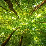 چاپ قاب موبایل و گوشی عکس پس زمینه موبایل جنگل سبز با کیفیت 4K و دانلود آسان