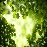 چاپ قاب موبایل و گوشی بک گراند برگ افرا با کیفیت بالا برای دانلود رایگان و استفاده آسان