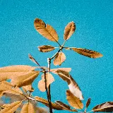 چاپ قاب موبایل و گوشی سفارش تابلو مینیمال برگ سبز در آسمان آبی برای منزل