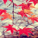 چاپ قاب موبایل و گوشی والپیپر برگ موبایل با کیفیت فول اچ دی برای دانلود رایگان