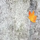 چاپ قاب موبایل و گوشی تصویر پس زمینه 4K برگ افرا با کیفیت عالی برای دانلود رایگان