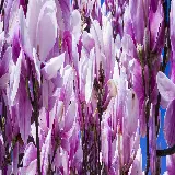 چاپ قاب موبایل و گوشی سفارش چاپ پوستر گل ماگنولیا روی شاسی عکس برای دو مانیتور