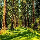 چاپ قاب موبایل و گوشی سفارش چاپ تابلو جنگل سبز با قیمت ارزان و کیفیت عالی