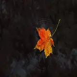 چاپ قاب موبایل و گوشی 1331692-2560x1440-desktop-hd-maple-leaf-background-image