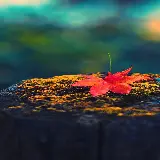 چاپ قاب موبایل و گوشی چاپ تابلو شاسی و پوستر دیواری با طرح برگ افرا با قیمت مناسب