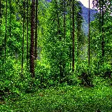 تابلو شاسی جنگل سبز با چاپ با کیفیت و قیمت مناسب برای اتاق