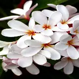 قاب موبایل گل هاوایی سفید خرید پوستر با قیمت مناسب برای اتاق