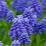 چاپ قاب موبایل و گوشی قاب موبایل سنبل چاپ پوستر با قیمت مناسب برای اتاق