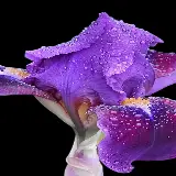 چاپ قاب موبایل و گوشی والپیپر آیفون گل آیریس با کیفیت اچ دی و طراحی هنری