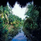 چاپ قاب موبایل و گوشی خرید پوستر دیواری جنگل با بهترین قیمت و کیفیت برای اتاق