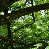 قاب مبایل جنگل برای موبایل با چاپ شخصی و کیفیت بالا